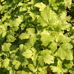 ohgreen Zaden|Ecocheques|Zaden: witte mosterd (groenbemester)