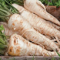 ohgreen Zaden|Ecocheques|Zaden: wortel-peterselie