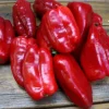 ohgreen Zaden|Ecocheques|Zaden: zachte paprika uit spanje