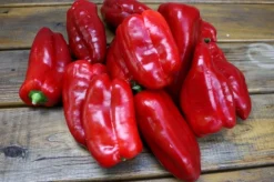 ohgreen Zaden|Ecocheques|Zaden: zachte paprika uit spanje