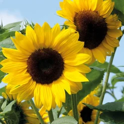 ohgreen Zaden|Ecocheques|Zaden: zonnebloem decoratieve mengeling