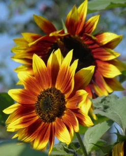 ohgreen Zaden|Ecocheques|Zaden: zonnebloem herfst kleuren