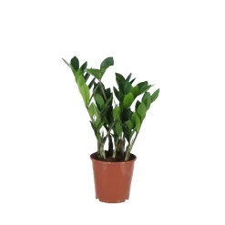 ohgreen Groene Planten|Ecocheques|Zamioculcas Zamiifolia