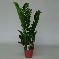 ohgreen Groene Planten|Ecocheques|Zamioculcas ( ZZ-plant of Emerald palm )