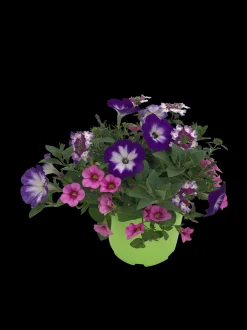 ohgreen Voorjaar|Ecocheques|Zomerse bloeitrio p17