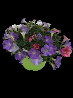 ohgreen Voorjaar|Ecocheques|Zomerse bloeitrio p17