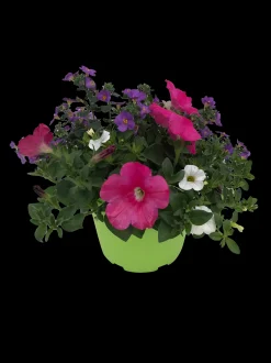 ohgreen Voorjaar|Ecocheques|Zomerse bloeitrio p17