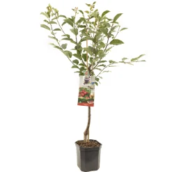 ohgreen Fruitbomen|Ecocheques|Zure kers prunus cerasus morello laagstam